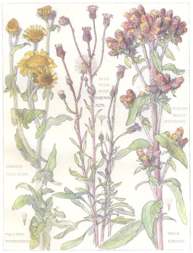 DAISIES. Compositae.Blue, Common Flea-bane; Ploughman's Spikenard 1907 print